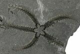 Two Ordovician Brittle Stars (Ophiura) - Morocco #290614-2